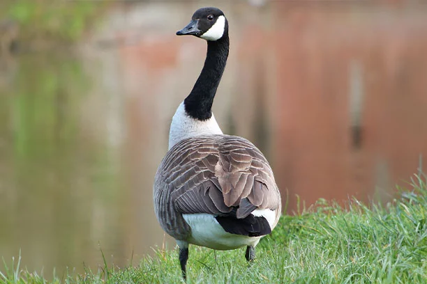 Canada Goose