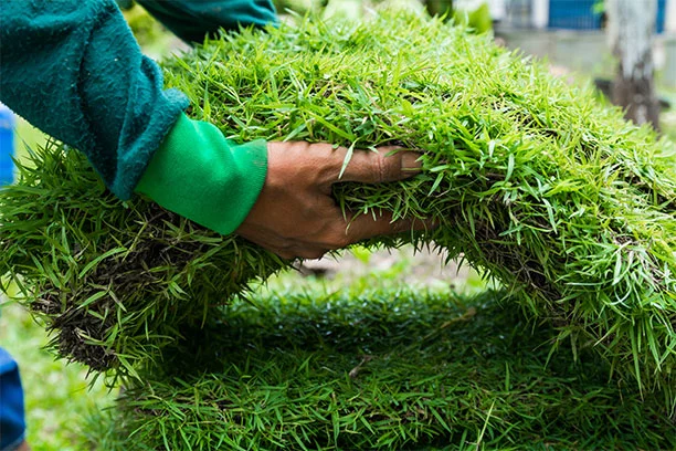 Choosing the right type of sod
