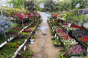 Inside a Connolly's Garden Center greenhouse looking down one of the isles filled with flowers and hanging plants