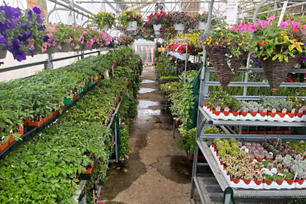 Inside a Connolly's Garden Center greenhouse looking down one of the isles filled with flowers and a cart on the end with succulants