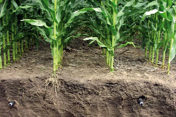 Corn subsurface drip irrigation