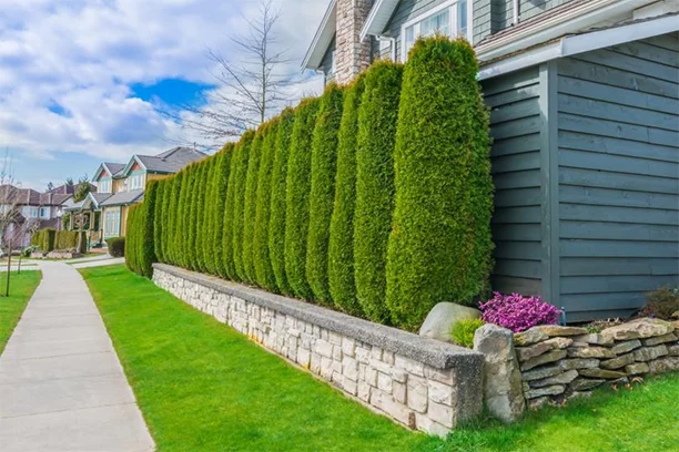 Backyard with tall hedges for privacy