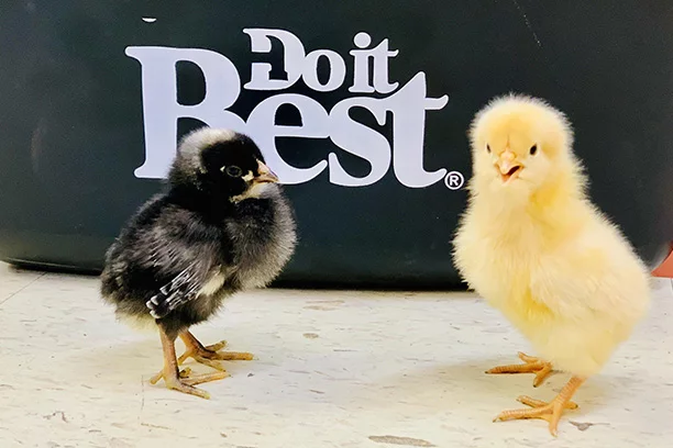 Baby Chicks