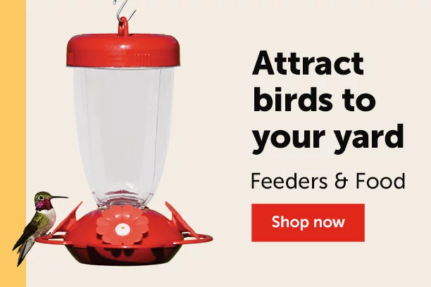 Shop bird Feeders and Food 