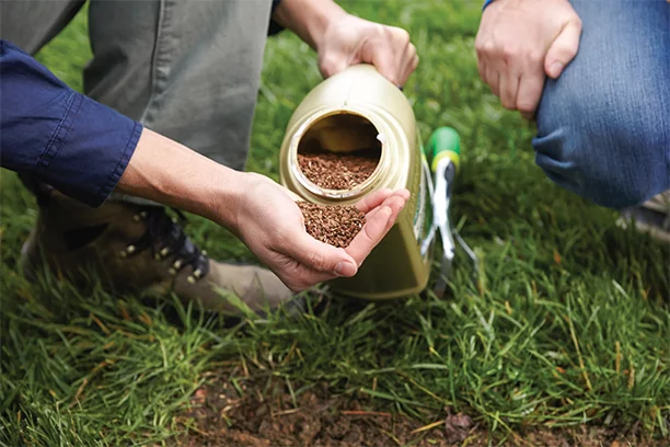 Grass seed