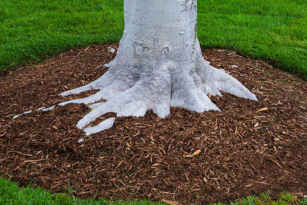 Brown mulch around the bottom of a tree