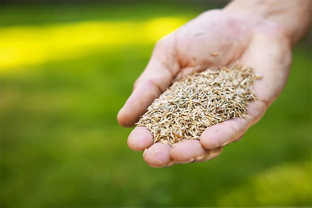 Overseeding a Lawn: What It Is & How to Do It
