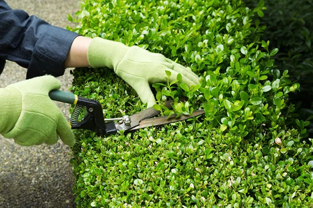 Trimming hedge with garden shears