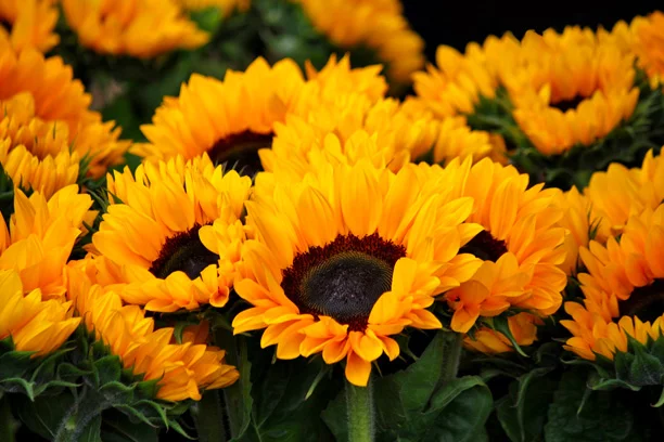 What Plants are Best for Fall?