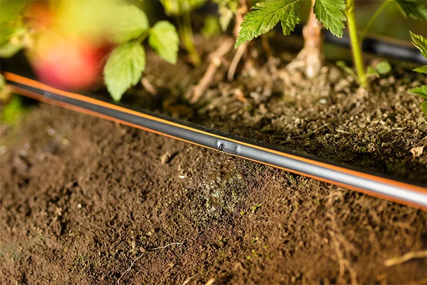drip irrigation at Circle B Irrigation