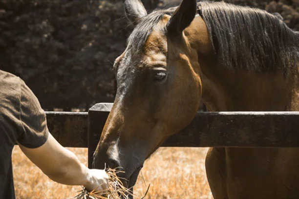 Tack, Ropes, & Feed