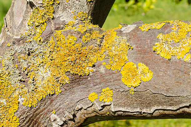 Yellow fungus on a tree branch