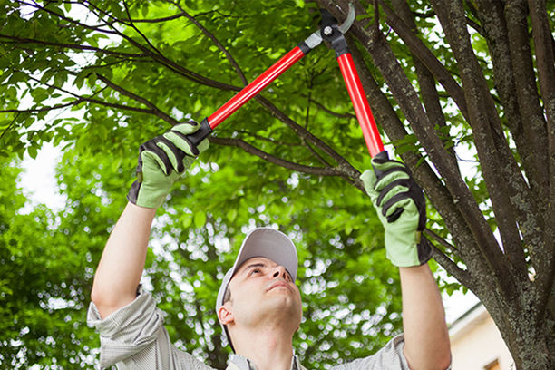 Man trimming tree branches with a pruner