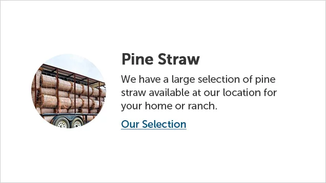 Pine Straw