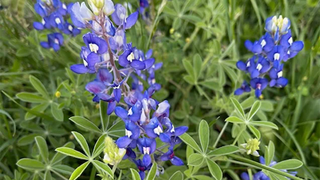 Purple Flowers