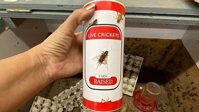 Farm Raised Live Crickets
