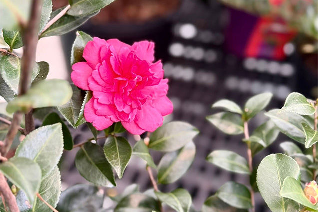 project gallery image 3