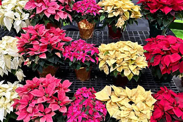 project gallery image 4