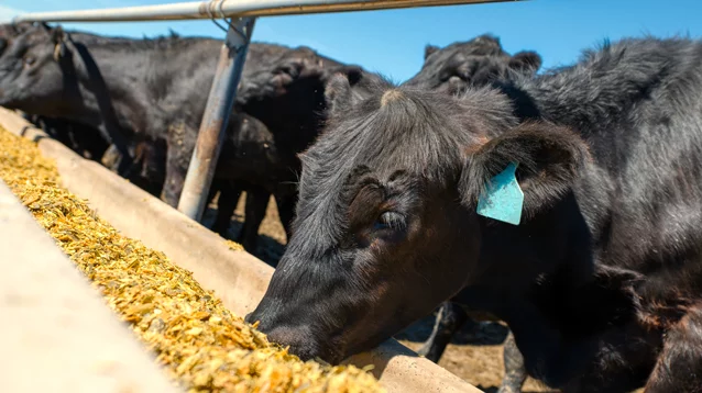 cattle and feed