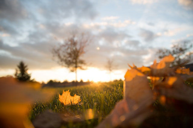 Close-up of fallen leaves in the grass with the sun shining in the distant horizon
