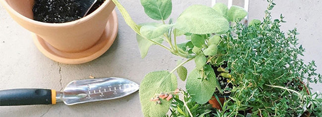 Herb and succulent garden
