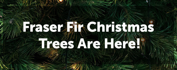 Fraser Fir Christmas Trees - Coming Soon!