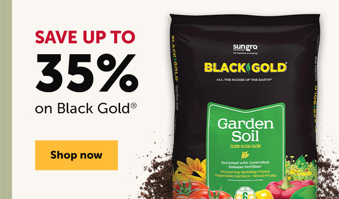 Save up to 35% on Black Gold -Shop now