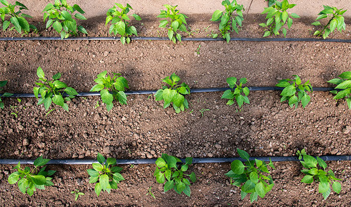 drip irrigation at Circle B Irrigation
