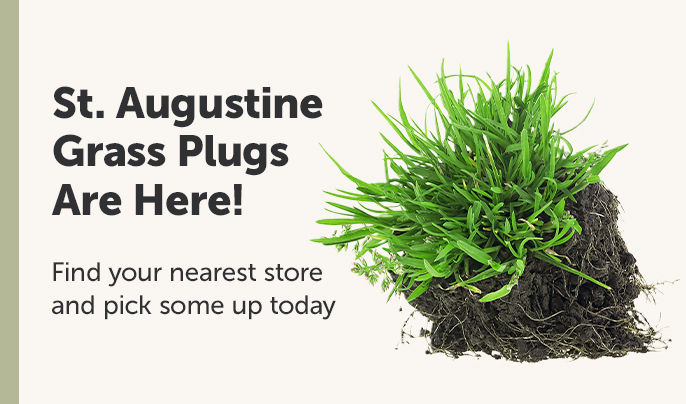 St. Augustine Grass Plugs Are Here!