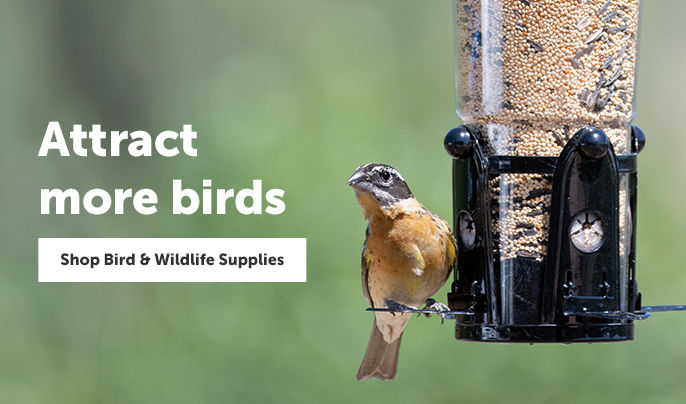 Shop Bird & Wildlife Supplies
