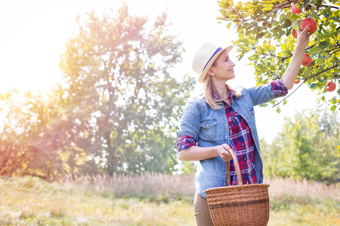 Woman in an apple orchard picking apples to put in her basket while smiling