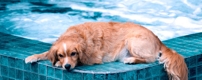A golden retriever sitting pool side in the summer