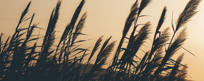 A subtle image of wheat grass blowing in the wind 