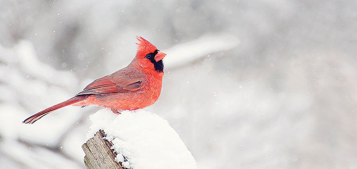 A single cardinal in the snow