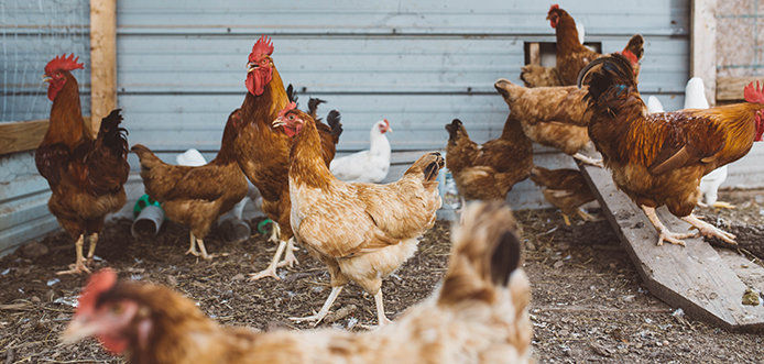 Chickens in backyard