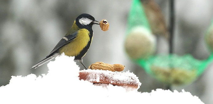 Bird with a peanut in its beak, snow on the ground