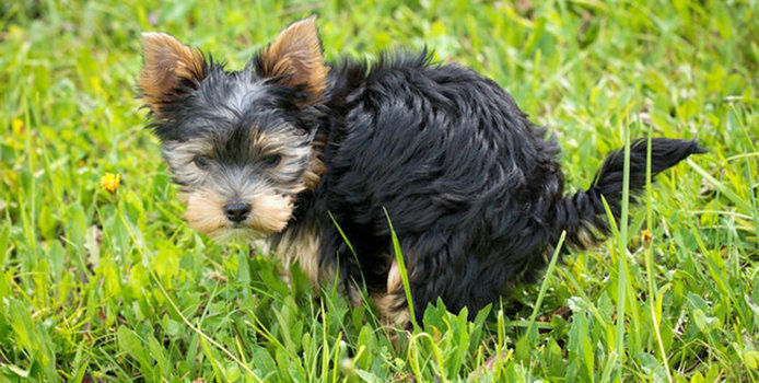 Dog pooping in yard