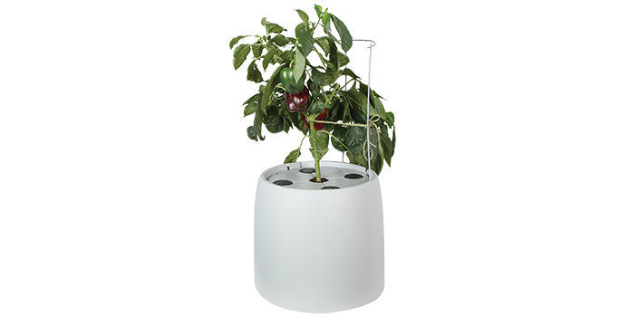 A houseplant growing inside a Root Farm hydroponic garden system. This 6-gallon nutrient solution reservoir and dual-action punp continues to recirculate the water and nutrient solution to the plants. 