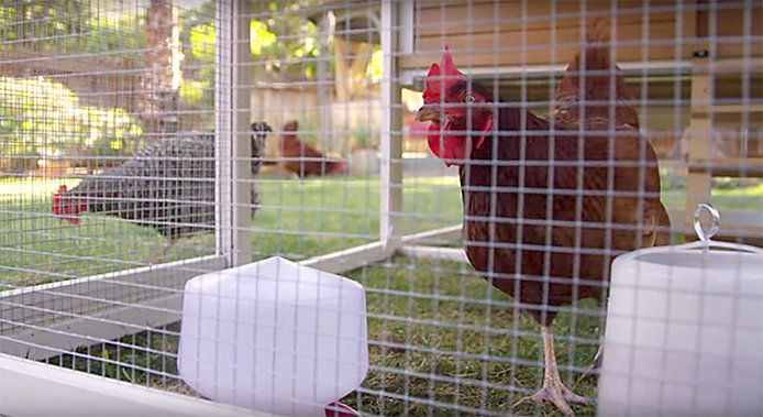 Chicken in backyard coop