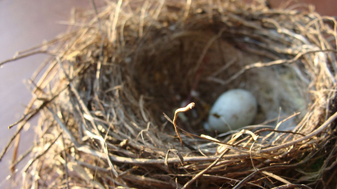 Close-up of a bird nest with a small blue egg