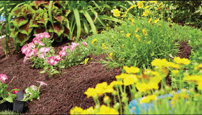 Freshly mulched flower bed