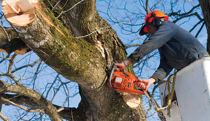 An arborist cutting down a tree