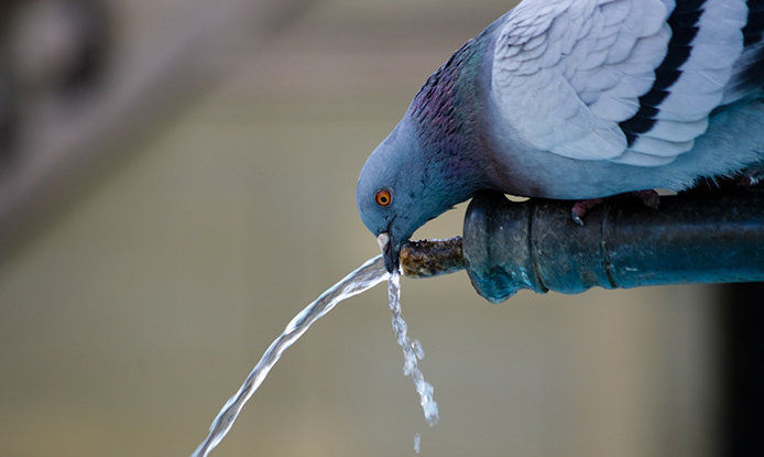Bird drinking water from a spicket with water running
