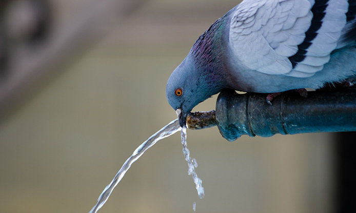 Multipurpose Shower Perch For Large Birds - Dallas Parrots