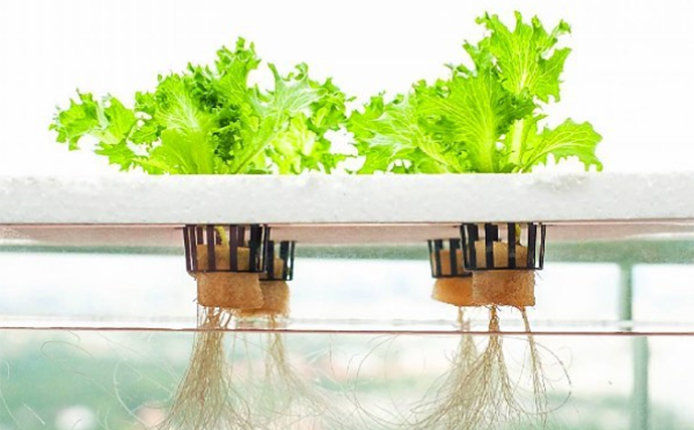 close up and an underwater side view of a hydroponic system growing lettuce. The roots are submerged in water while the stems and leaves are above the table