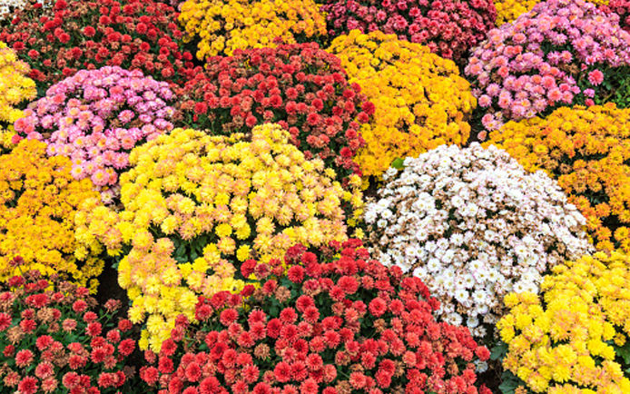 Pink, orange, yellow, red, and white mums