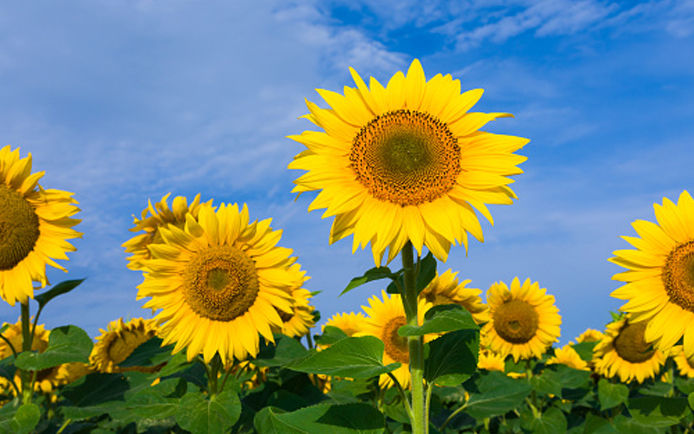 Sunflowers against a clear blue sky