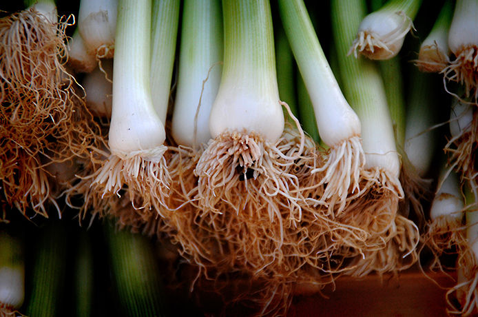 The roots of green onions