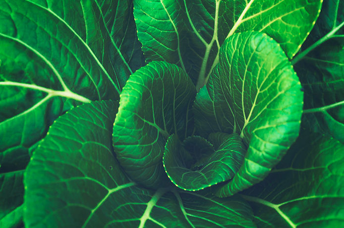 Close-up on a head of lettuce of a leafy vegetable