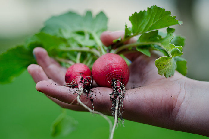 A close up view of a hand holding freshly picked radishes. The bulbs of the radish are bright red and the leafy stems are a vibrant green color. 
